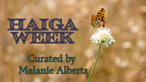 Haiga week header; the image features a white flower and butterfly. 