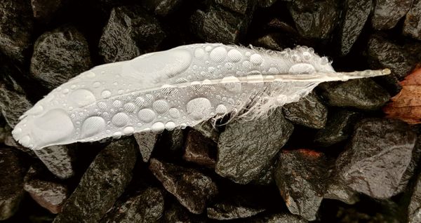 The Shape of Rain