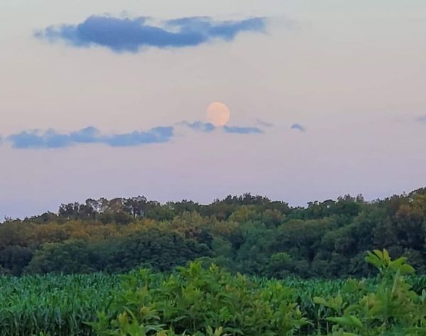 A lush corn field in the foreground, trees in the background, and a full moon in the evening sky.