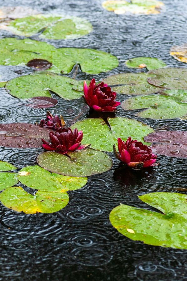 water wonderment
