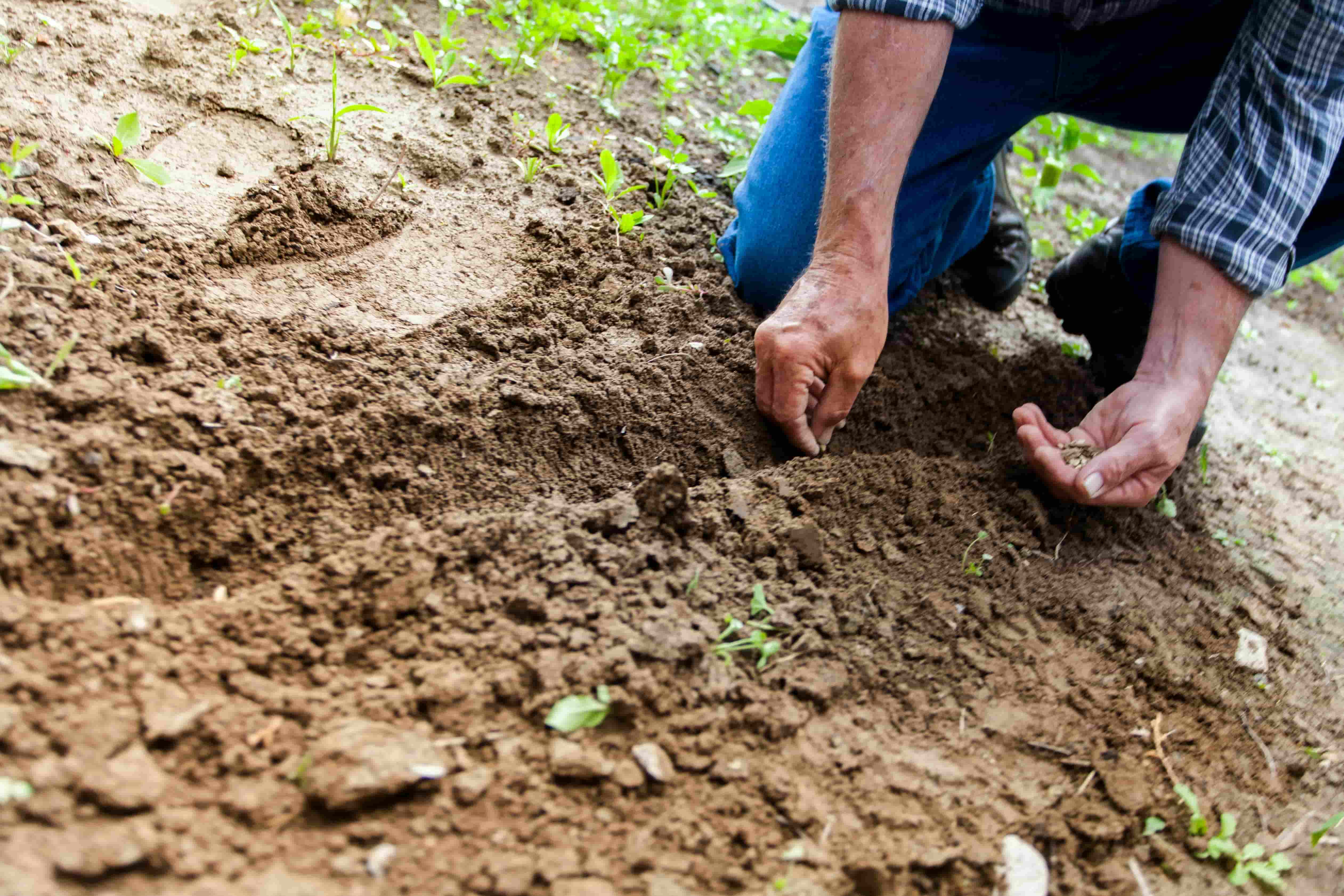 Planting sorghum seeds