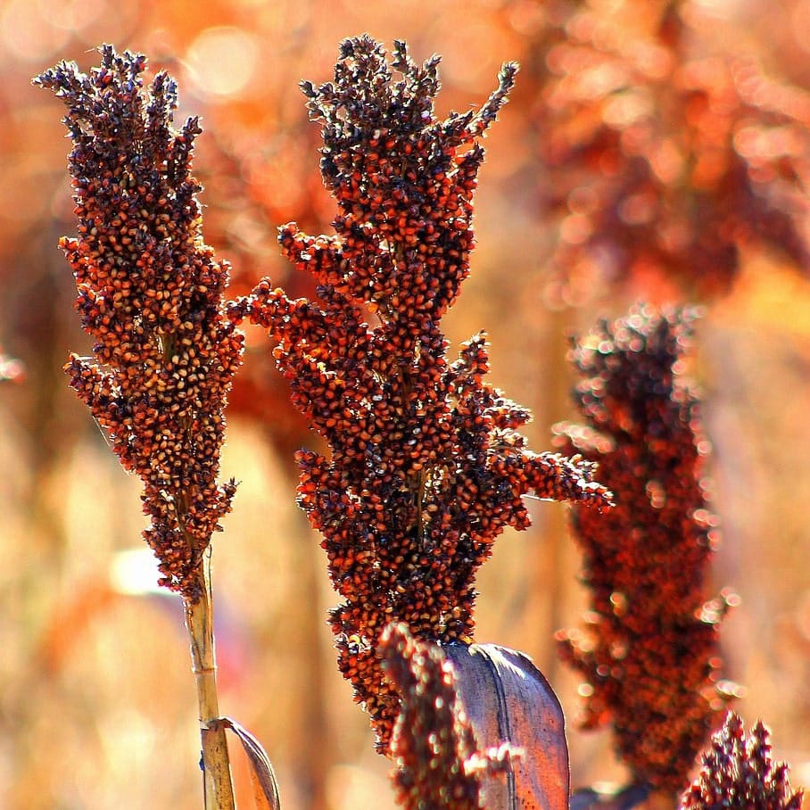 Red Sorgum