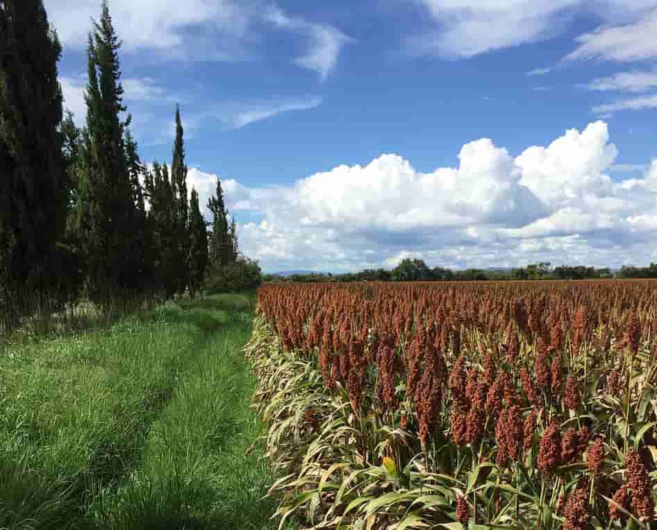 Sorghum field