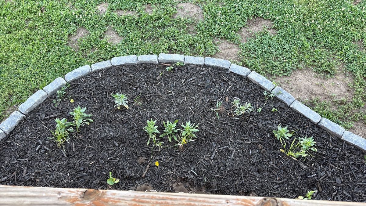 My ADHD Brain Wants Constant Progress. Gardening Said Absolutely Not.