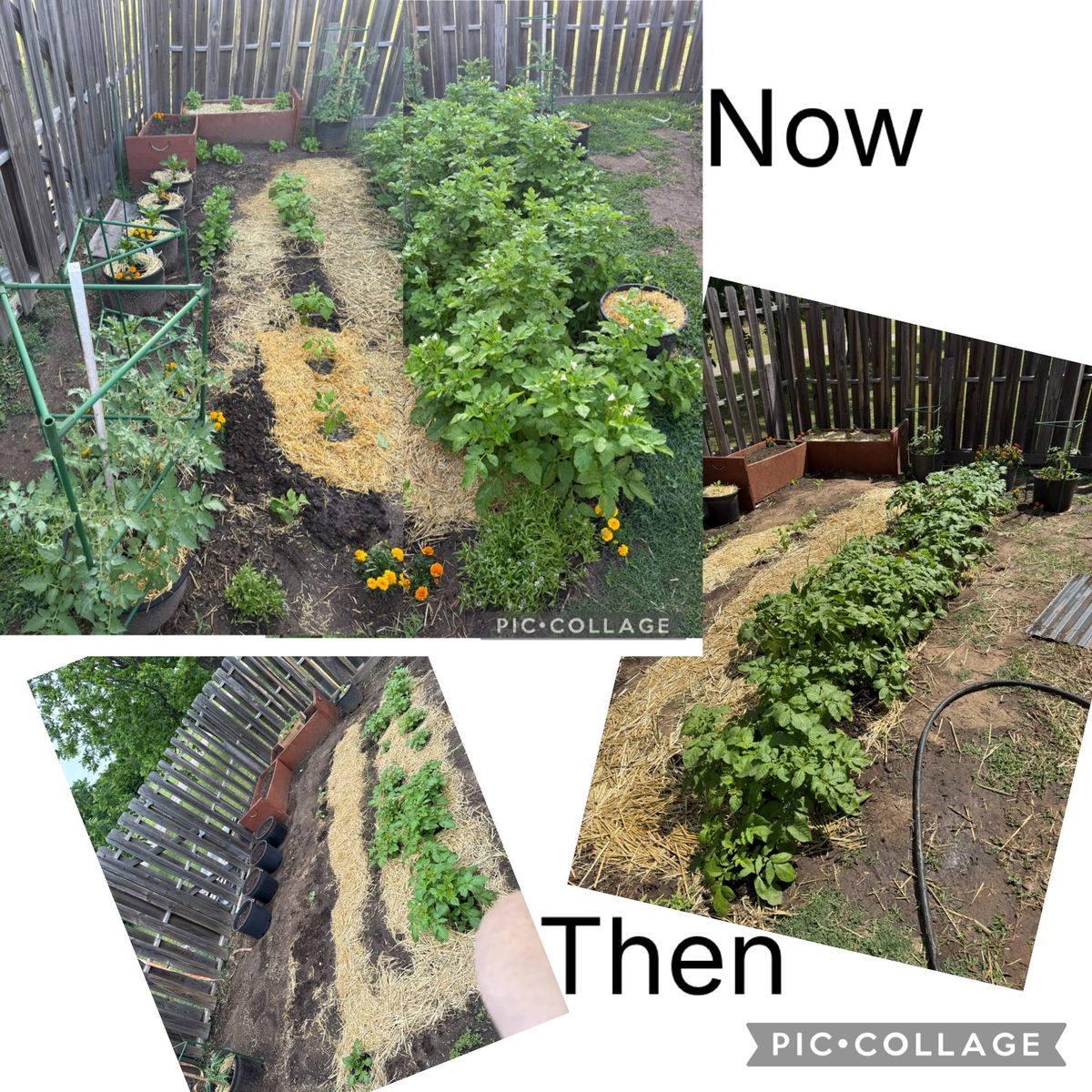 The Garden Is Fine. It's Me I'm Worried About.