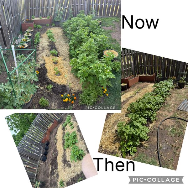 The Garden Is Fine. It's Me I'm Worried About.