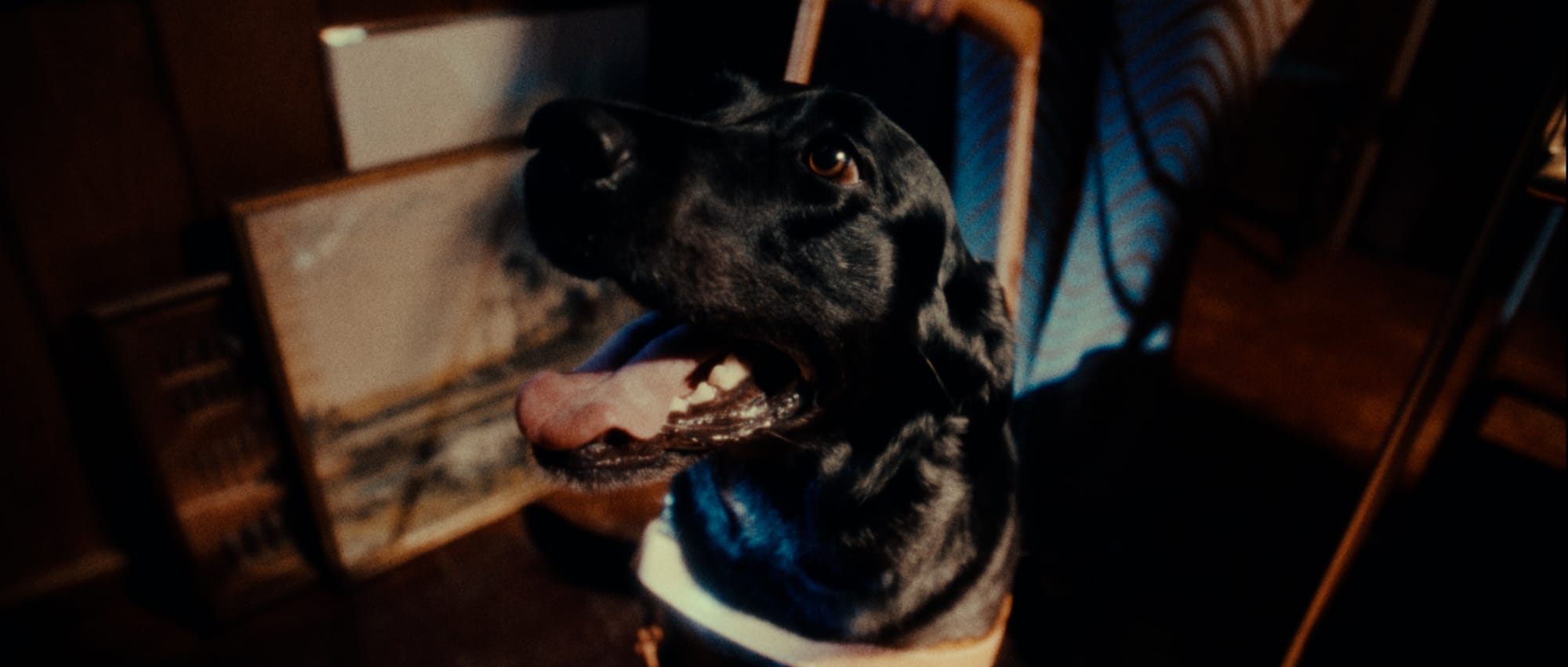 Film still from The Seeing Eye Dog Who Saw Too Much