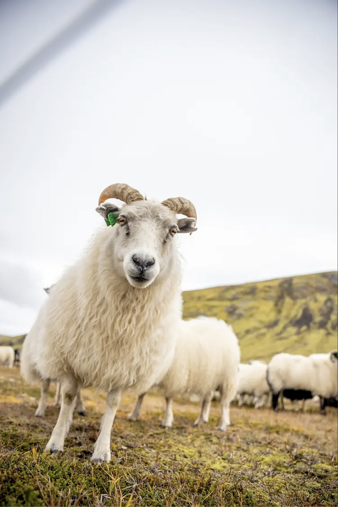 BTS shot from Fjallferð