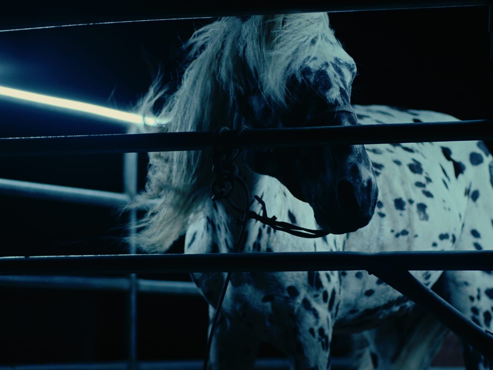 Film still from The Kalgan Horse