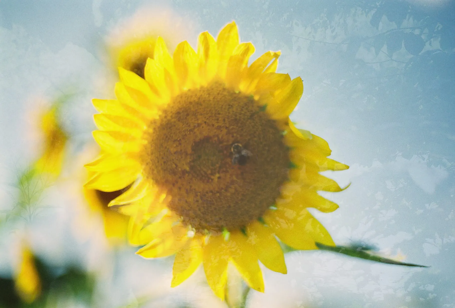 Happy Autumn: A Revisiting of "500 Days of Summer"