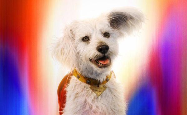 Krypto, the Super Dog