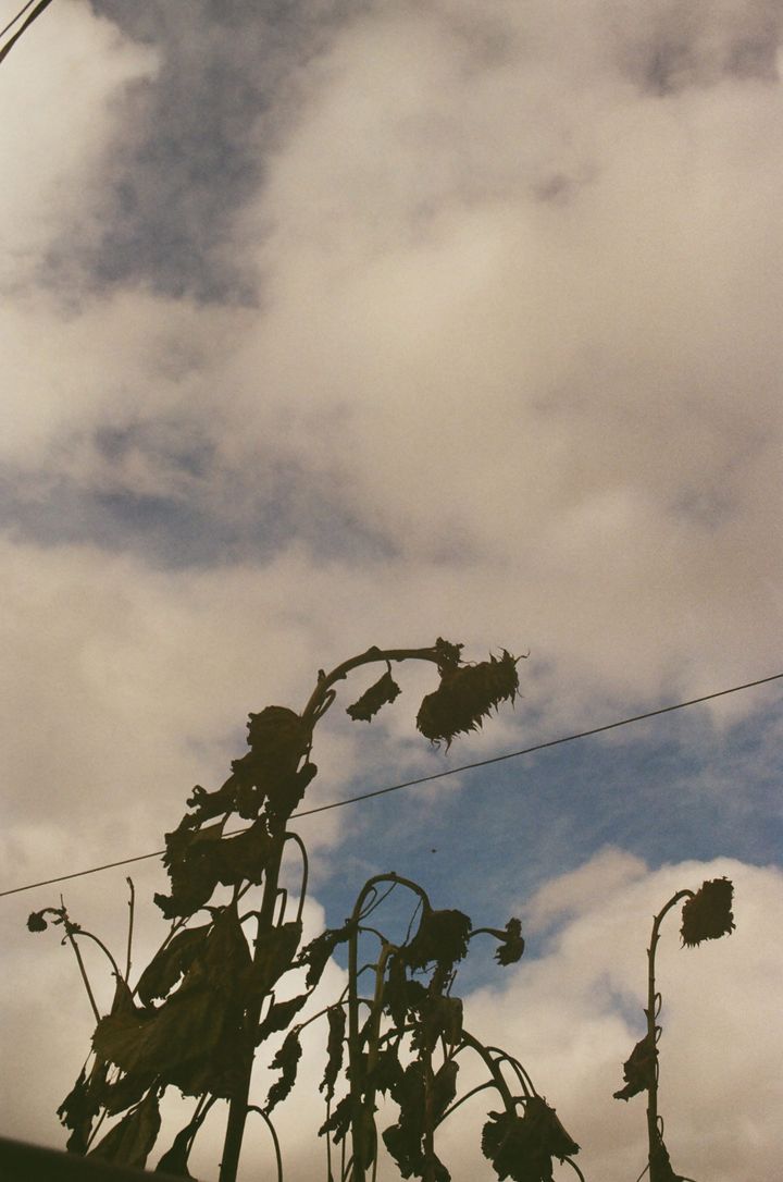 Grainy, moody photo of silhouetted sunflowers with drooping heads against a cloudy sky with peeking blue breaks.