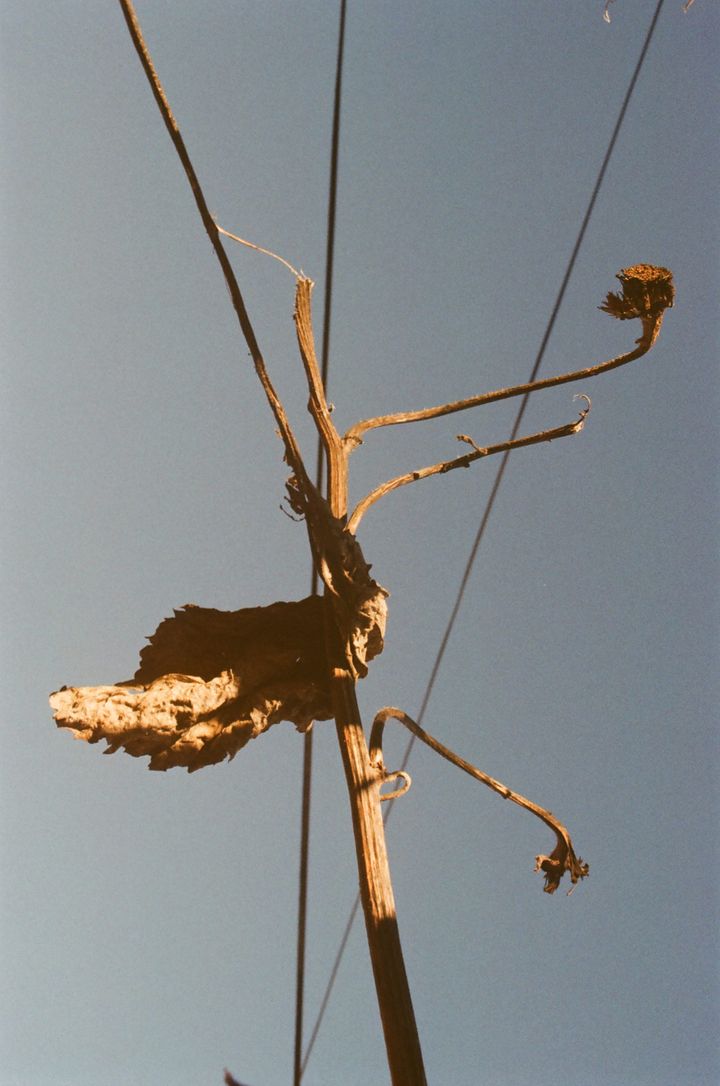 Rotten sunflower stem with shriveled branches, sun-dappled, against power lines and a clear sky. 