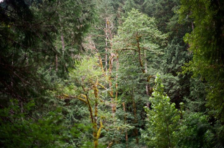 "Each individual’s brain is more like a unique rainforest…”