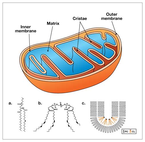 Mitochondria