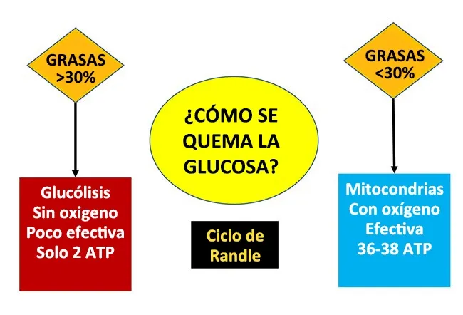 Cómo se quema la glucosa