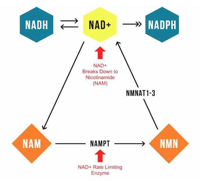 Diagrama NAD+