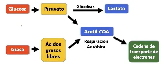 Construcción muscular y producción de energía