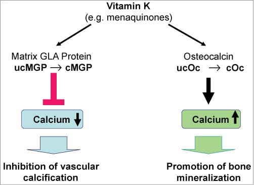 Efectos de la vitamina K en la salud cardiovascular
