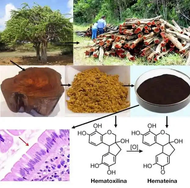 ¿Qué es la hematoxilina?