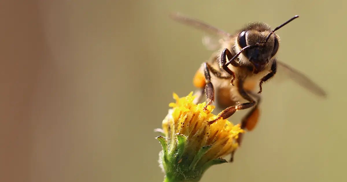 Salvemos a las abejas