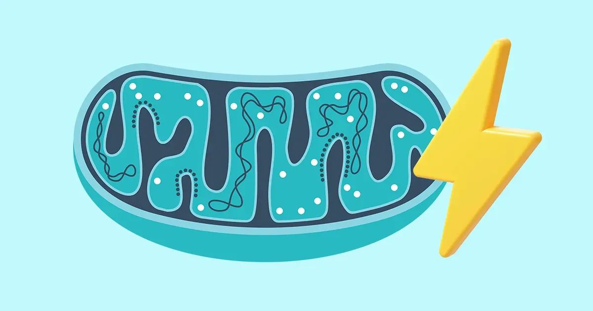 Una forma muy sencilla de estimular la función de las mitocondrias