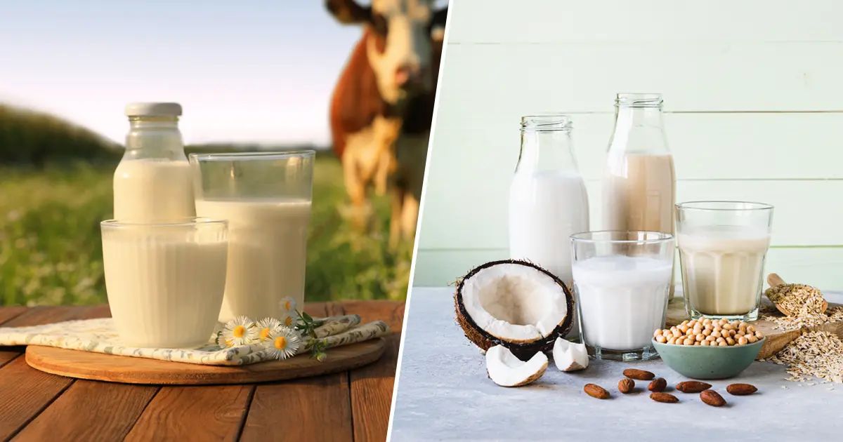 Perspectivas en contraste: leche de vaca frente a alternativas vegetales