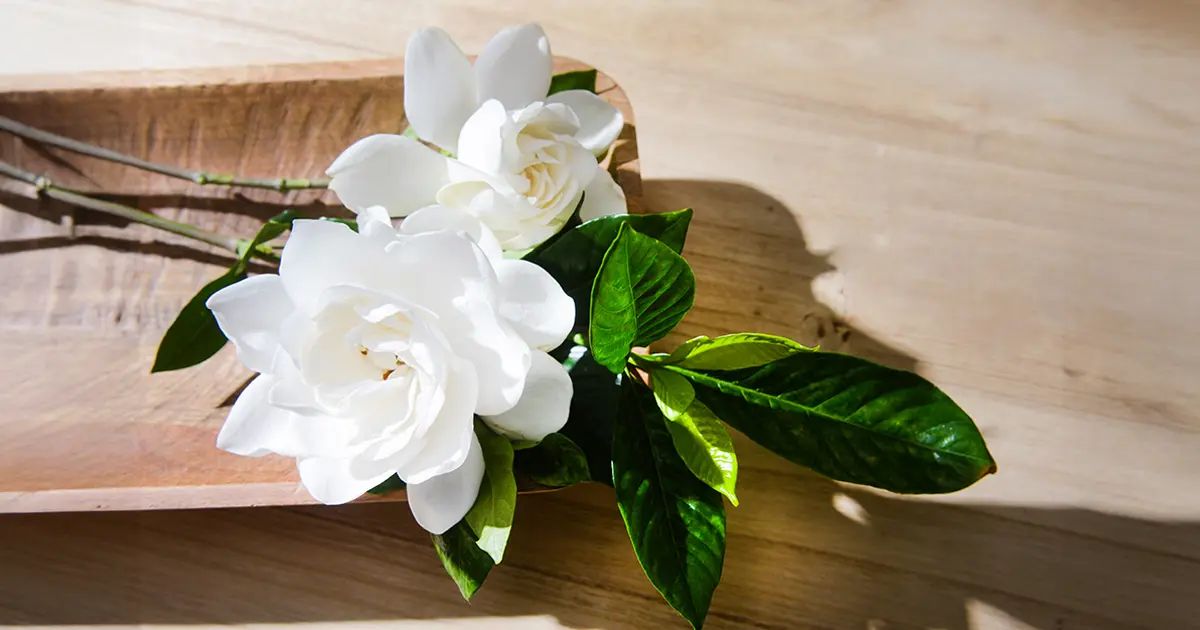 La planta que impulsa su salud cerebral y visual