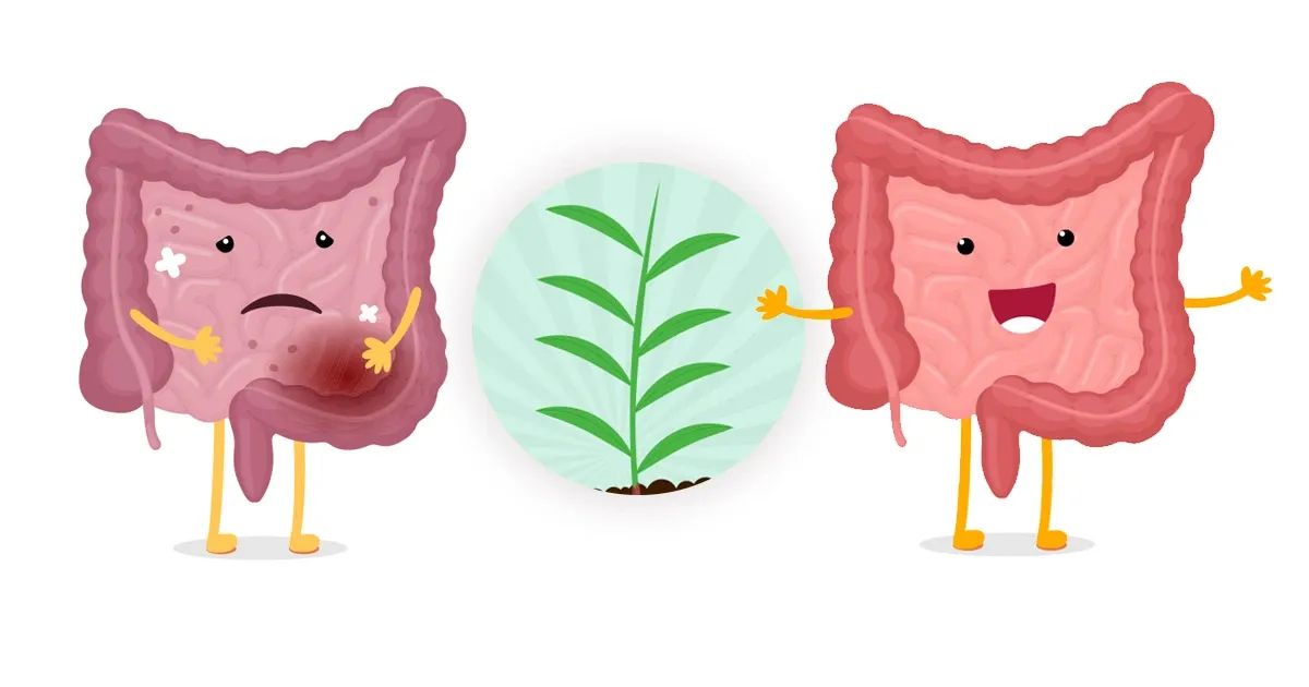 ¡Alivio natural! Esta planta medicinal puede transformar su salud intestinal