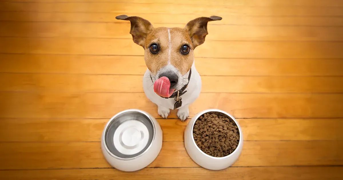 Una vida más sana para su cachorro comienza con esta comida real y económica: el plan que sí funciona
