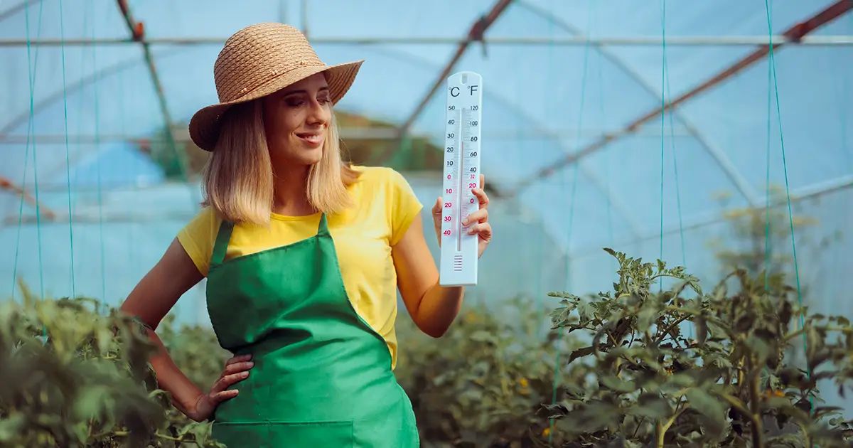 Cómo proteger los cultivos de su jardín del estrés por calor