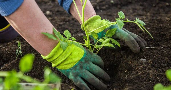 Cómo mejorar la fertilidad del suelo a largo plazo