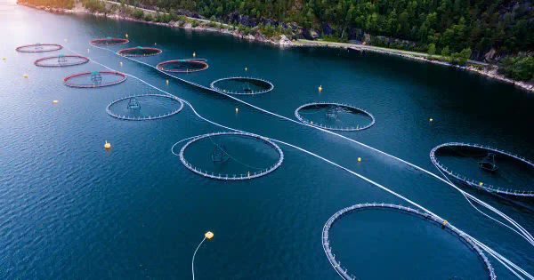 Pescado de acuicultura: ¿Buenos o malos para la salud?