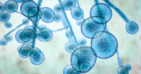 Sus dolores podrían ser causados por este hongo oportunista