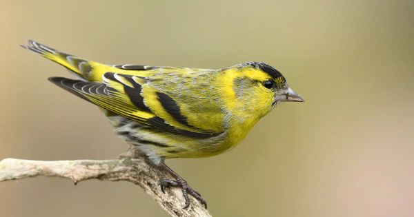 Deberíamos estar preocupados por el preocupante declive en la población de aves