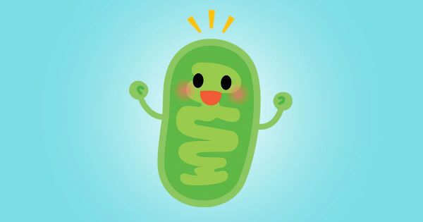 Los suplementos que necesita para fortalecer sus mitocondrias