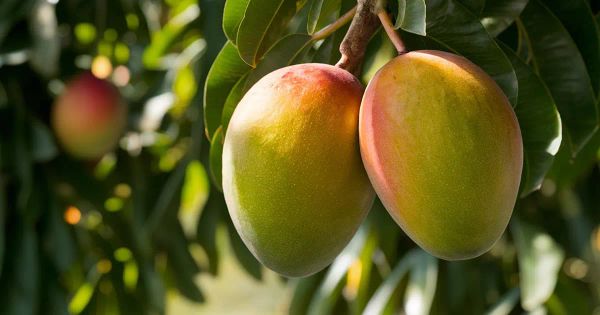 ¡Este recurso tropical tiene un gran impacto en su salud metabólica!