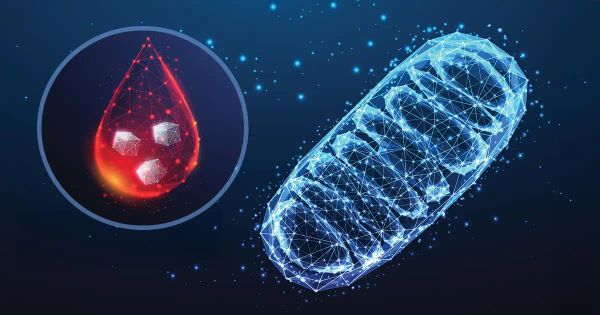 El mejor aliado para el funcionamiento óptimo de sus células