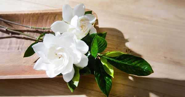 La planta que impulsa su salud cerebral y visual