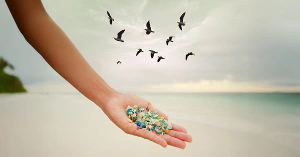 ¡Un descubrimiento inquietante en aves lanza una señal de alerta ambiental!