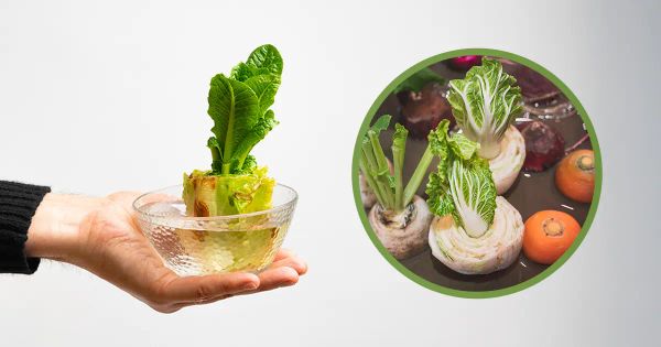 ¡Esta práctica olvidada en el hogar está frenando su independencia alimentaria!