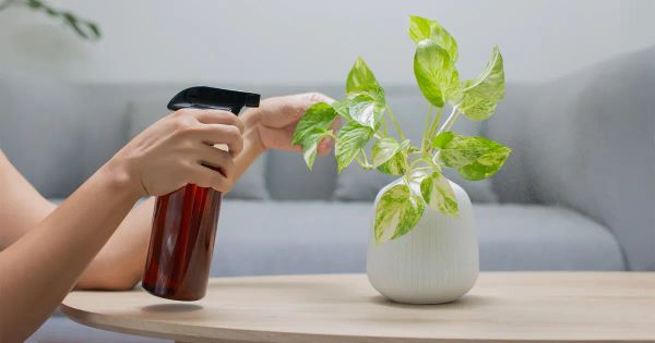 Esta conexión mejora su memoria, estado de ánimo y recuperación sin necesidad de medicamentos