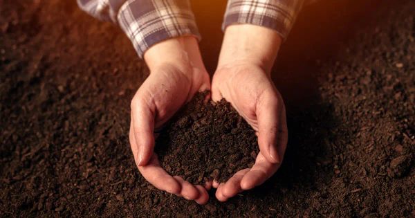 La desconexión oculta entre la fertilidad del suelo y su nutrición