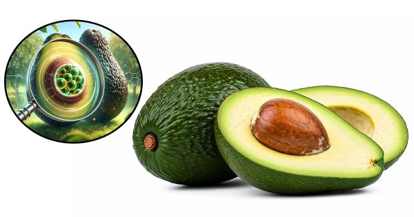 ¿Aguacate contra el cáncer? Lo que descubrieron sobre esta fruta está sorprendiendo a investigadores