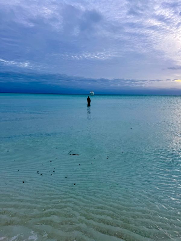 Black Seagulls,  Witch Moths and going Feral before Sunrise