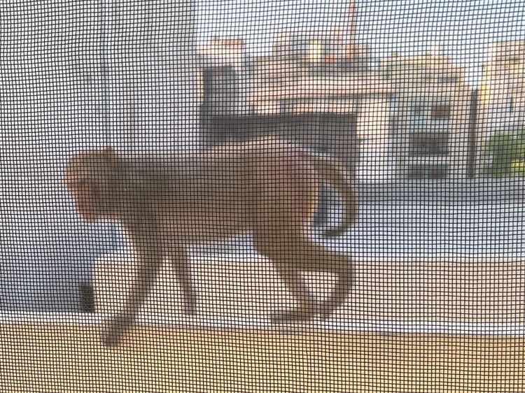 A monkey behind a mosquito netted window with the rooftops of Jaipur in the background