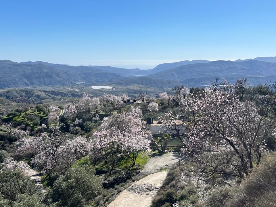 A track leading to a finca in southern Spain, surrounded by almond blossom, with mountains falling toward the sea under a cloudless blue sky.