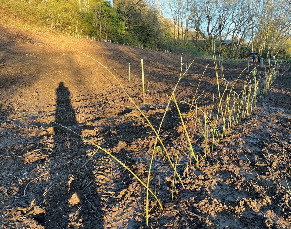 Equinox, a Fedge and Sun Gardens