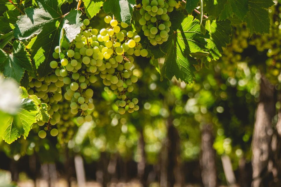 In Praise of Grower Champagne