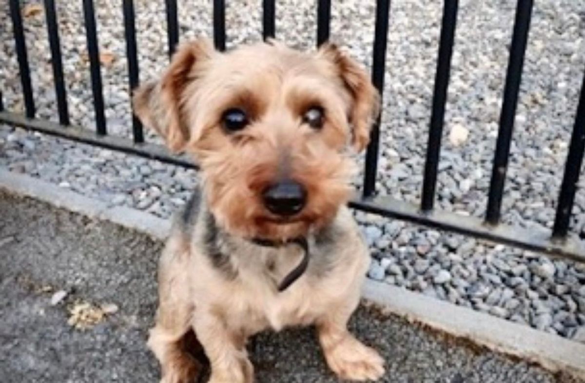 Blind dog is rescued by police after 'escape artist' Ralphy was found alone on Ashby street